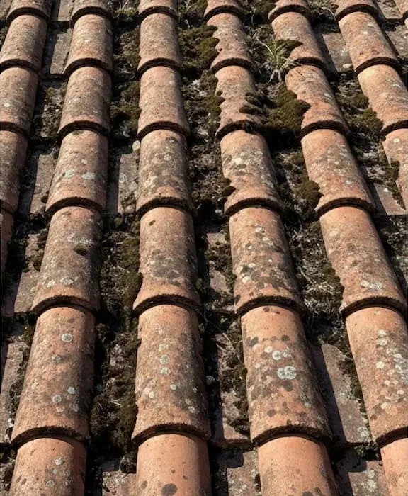 Tuiles couvertes de lichens et de mousse avant nettoyage